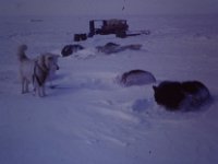 C01B01S02 08 : ハスキー犬, 北極, 氷島アーリスⅡ号