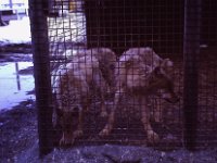 C01B01S06 05 : オオカミ, バロー, 北極