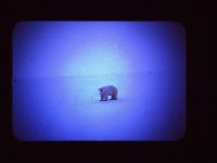 C01B01S07 04 : 北極, 氷島アーリスⅡ号, 白熊