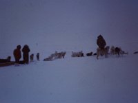 C01B02S0D 03 : ハスキー犬, 北極, 氷島アーリスⅡ号