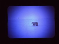 C01B02S01 07 : 北極, 氷島アーリスⅡ号, 白熊