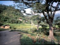 C08B06S25 04 : ブータン, プナカ・ルナナ, 森林地帯, 民家