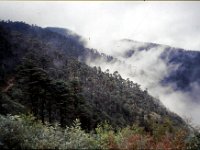C08B06S29 11 : ブータン, プナカ・ルナナ, モス・フォーレスト, 森林地帯, 積雲