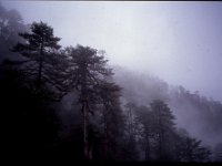 C08B06S29 17 : ブータン, プナカ・ルナナ, モス・フォーレスト, 森林地帯, 積雲