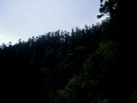 C08B06S29 20 : ブータン, プナカ・ルナナ, モス・フォーレスト, 森林地帯, 積雲