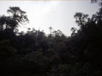 C08B06S30 01 : ブータン, プナカ・ルナナ, 森林地帯, 積雲