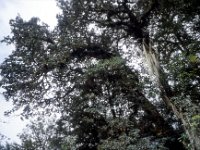 C08B06S30 05 : ブータン, プナカ・ルナナ, 森林地帯, 積雲