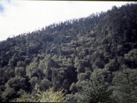 C08B06S31 15 : ブータン, プナカ・ルナナ, 森林地帯