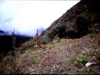 C08B06S41 07 : ブータン, プナカ・ルナナ, ルドフ, 山火事, 放牧地, 積雲