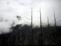 C08B06S42 01 : ブータン, プナカ・ルナナ, ルドフ, 山火事, 森林地帯, 積雲