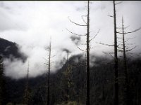 C08B06S42 02 : ブータン, プナカ・ルナナ, ルドフ, 山火事, 森林地帯, 積雲