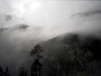 C08B06S42 04 : ブータン, プナカ・ルナナ, ルドフ, 森林地帯, 積雲