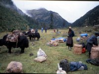 C08B06S42 08 : ガサ女性, タキシマカン, ブータン, プナカ・ルナナ, 山岳民族, 竹帽子