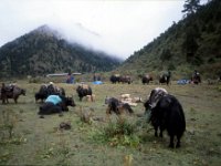 C08B06S42 09 : タキシマカン, ブータン, プナカ・ルナナ, 山岳民族