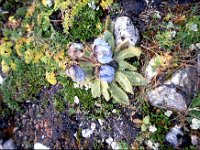 C08B06S53 03 : ナリタン, ブータン, 青いケシ, 高山植物
