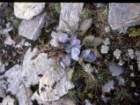 C08B06S53 05 : ナリタン, ブータン, 青いケシ, 高山植物