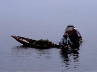 C10B01S23 05 : インド, スリナガール, ダル湖, 水草刈り