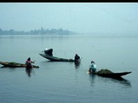 C10B01S23 10 : インド, スリナガール, ダル湖, 水草刈り