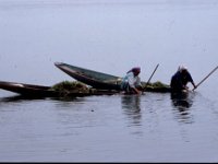 C10B01S23 13 : インド, スリナガール, ダル湖, 水草刈り
