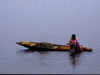 C10B01S23 17 : インド, スリナガール, ダル湖, 水草刈り