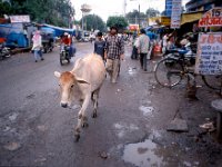 C10B02S06 13 : インド, ボパール, 公害都市, 牛