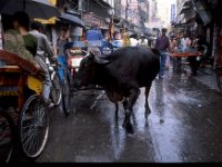 C10B02S07 15 : インド, ニューデリー, 牛