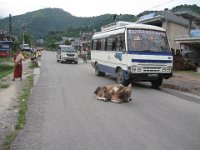 2008 08 04N01 017 : ポカラ 道路の牛