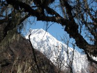 2008 11 24N01 016 : アンナプルナ サルオガセ ツラギ氷河調査 二峰 岳カンバ林 第６日目