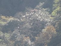 2009 04 24N02 071 : シャクナゲ ドゥドゥコシ流域 ルクラ 長野県環境隊