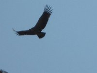 2009 04 28N02 045 : タンボチェーディンボチェ 鳥 鷲