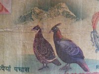 2010 02 22R01 022 : ダンフェ ネパール紙幣 国鳥