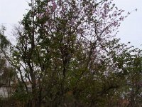 2010 03 03R01 023 : コイララ ポカラ 樹木花