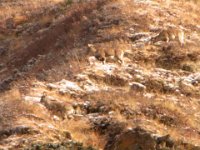 R0012114  R9 : シュリーカルカ, シュリーカルカ・ティリツォー, マナン, マルシャンディ流域, 野生山羊