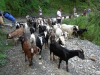 R1058408  Exif JPEG PICTURE : ガーレカルカ, セティ川, ネパール, ポカラ, ヤギ放牧, 住民