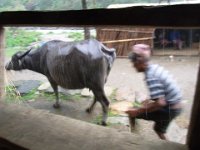 R1059660  Exif JPEG PICTURE : ドカン, ネパール, バッティ, ポカラ, マディ川, ラマケット, レストラン, 水牛