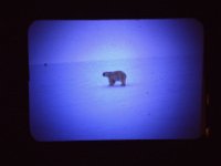 C01B01S08 03 : 北極, 氷島アーリスⅡ号, 白熊