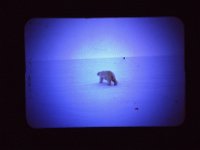 C01B01S08 04 : 北極, 氷島アーリスⅡ号, 白熊