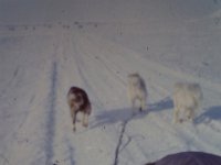 C01B02S0D 02 : ハスキー犬, 北極, 氷島アーリスⅡ号, 犬ぞり