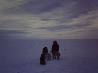 C01B02S0D 04 : ハスキー犬, 北極, 氷島アーリスⅡ号