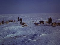C01B02S0J 09 : スタイブ隊, 北極, 氷島アーリスⅡ号, 犬ぞり, 観測基地