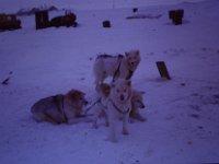 C01B02S02 04 : ハスキー犬, 北極, 氷島アーリスⅡ号