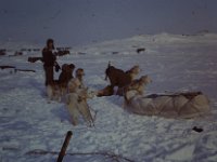 C01B02S03 01 : ノルウェー犬ぞり隊, 北極, 氷島アーリスⅡ号