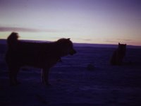 C01B02S04 02 : ハスキー犬, 北極, 夕日, 氷島アーリスⅡ号