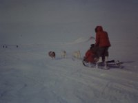 C01B02S04 04 : ハスキー犬, 北極, 氷島アーリスⅡ号, 犬ぞり