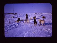C01B02S07 08 : スタイブ隊, 北極, 氷島アーリスⅡ号, 犬ぞり