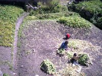 C09B00S01 14 : ブータン ルナナ 村 野菜収穫