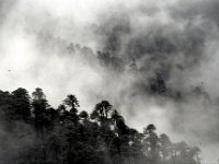 C08B06S31 03 : ブータン, プナカ・ルナナ, 森林地帯, 積雲