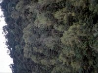 C08B06S31 08 : ブータン, プナカ・ルナナ, 森林地帯