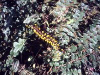 C08B06S35 02 : タンジェ, ブータン, プナカ・ルナナ, 高山植物