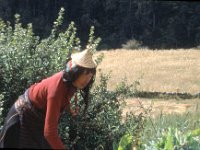 C08B06S40 05 : ガサ, ガサ女性, ブータン, プナカ・ルナナ, 大麦畑, 竹帽子